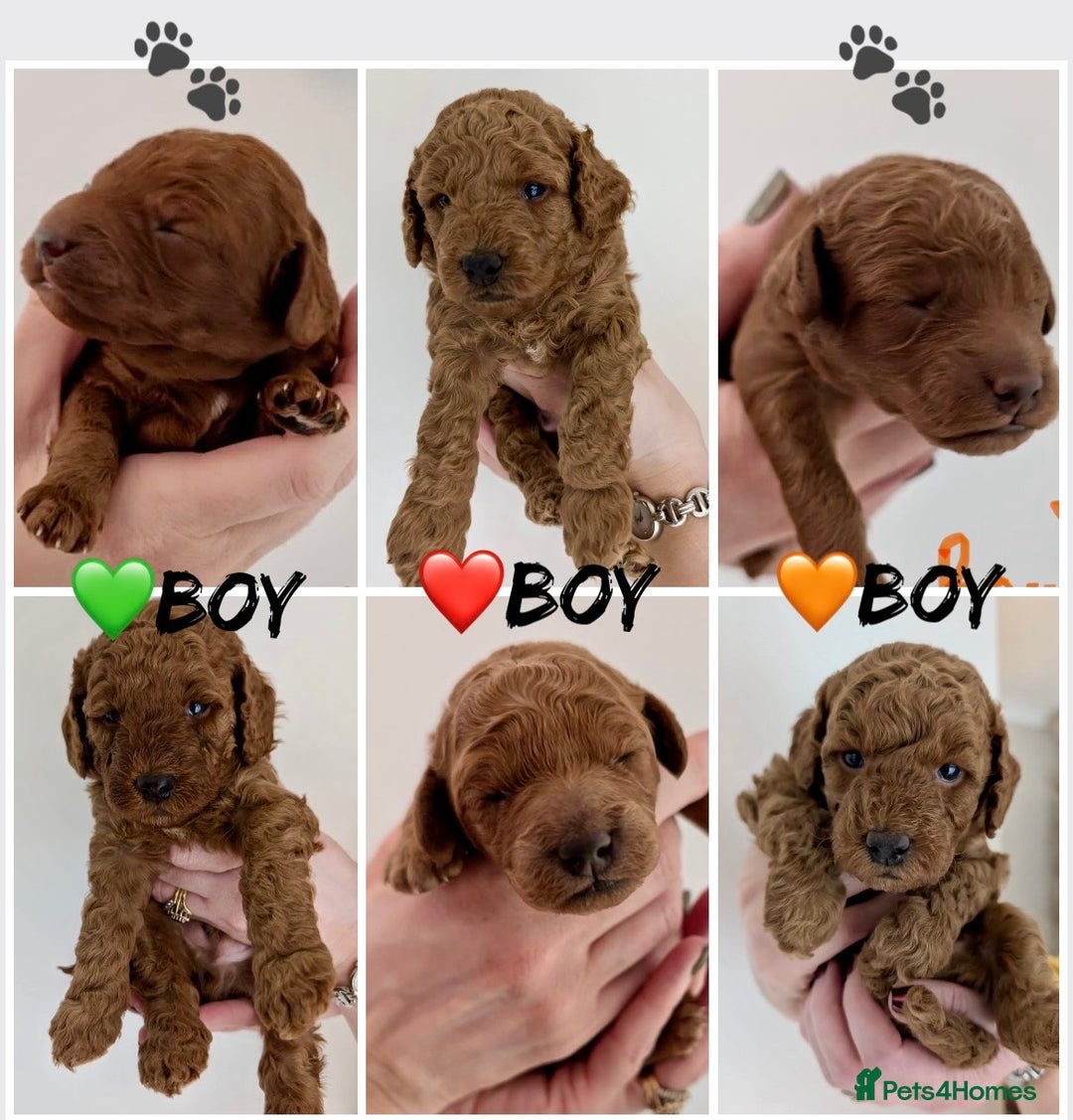 Miniature Poodle dogs for sale: Red miniature poodle pups-parentsDNA health tested - Advert 2