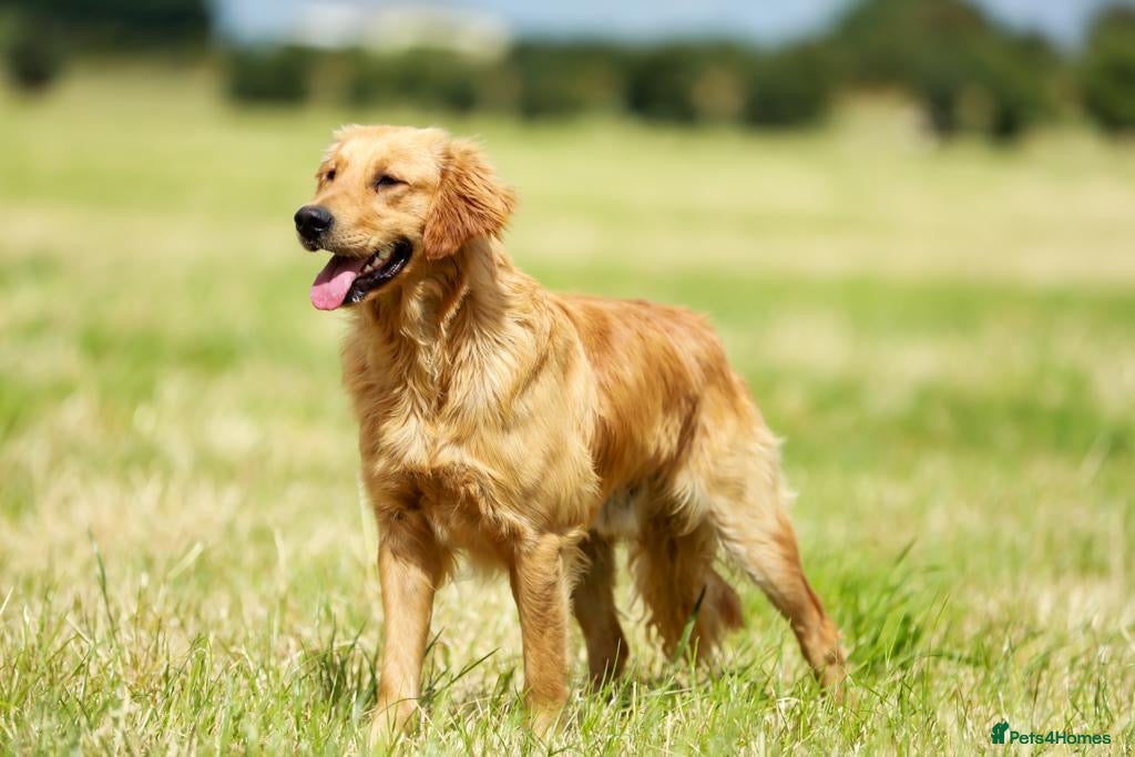 Golden Retriever dogs Golden Retriever pups - Advert 2