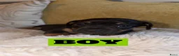 Mixed Breed dogs for sale: ✨ French Bull Wieners ✨ PUPPIES 🐶  - Advert 3