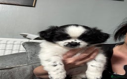 Mixed Breed dogs for sale: 6 beautiful Shih Tzu/Pomerianian puppies !  - Advert 34