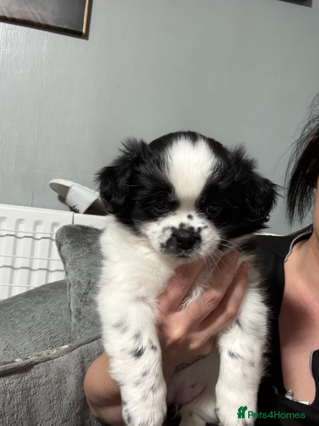 Mixed Breed dogs for sale: 6 beautiful Shih Tzu/Pomerianian puppies !  - Advert 34