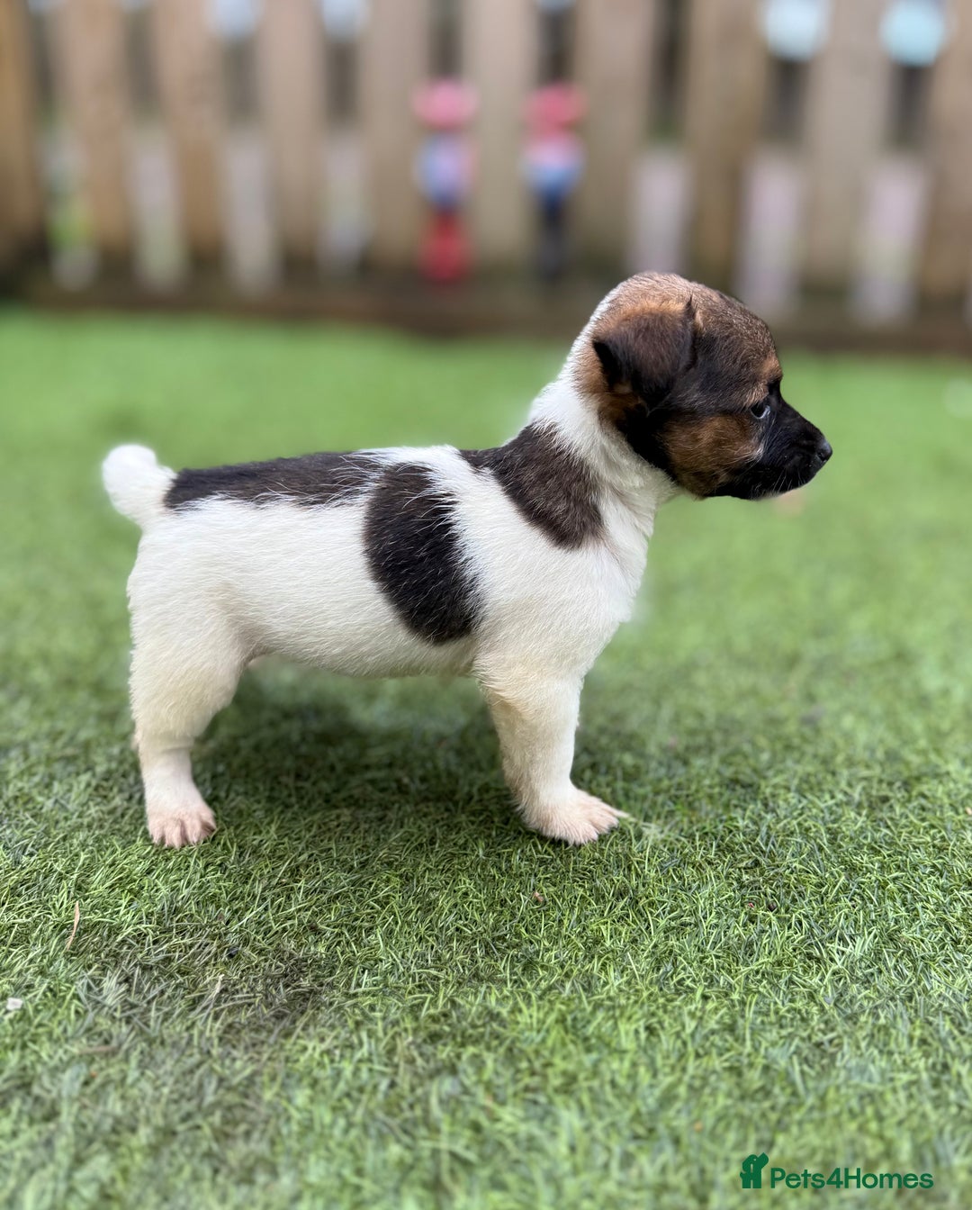 Jack Russell dogs for sale: The cutest little Jack Russel pups ❤️ - Image 7