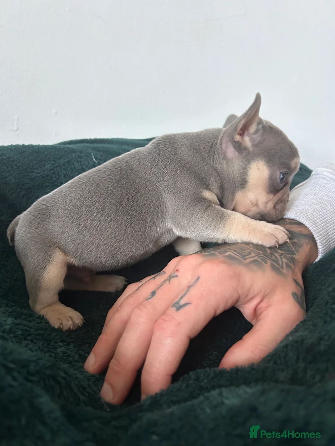 French Bulldog dogs for sale: KC REGISTERED FRENCH BULLDOG PUPPIES – BOYS 🐾 - Advert 3