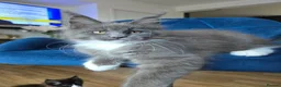 Maine Coon cats for sale: Maine Coon kittens, 2 girls , 1 boy  - Advert 3