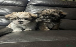 Shorkie dogs for sale:  2 Outstanding Shorkie boys - Image 7