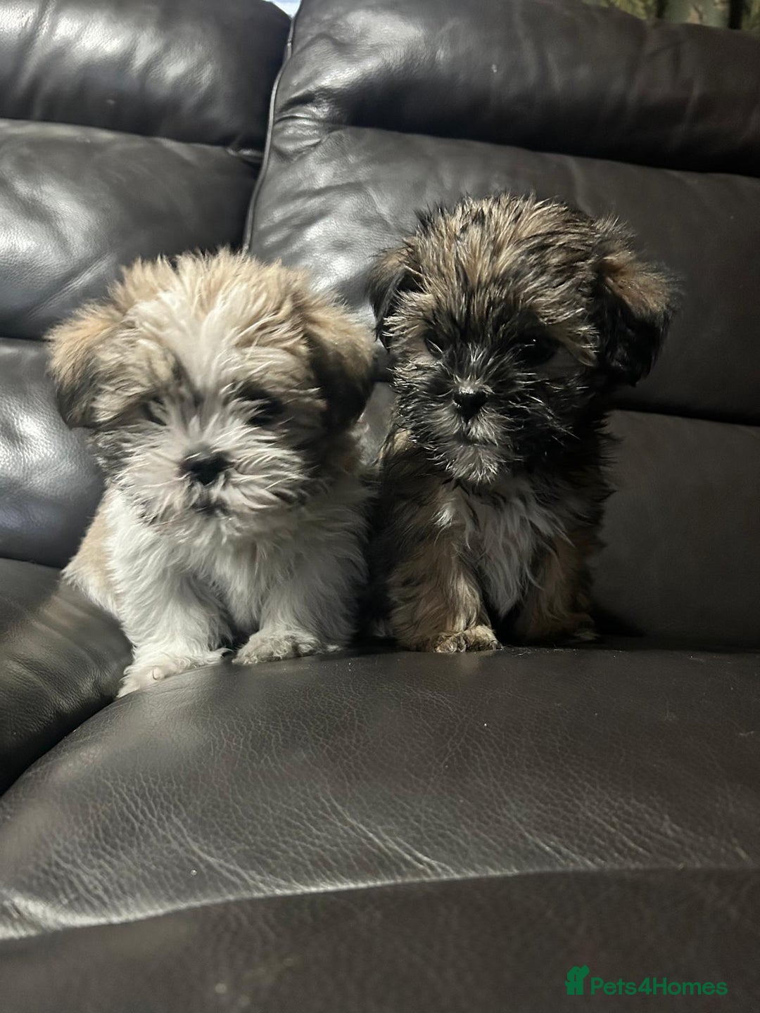 Shorkie dogs for sale:  2 Outstanding Shorkie boys - Image 7