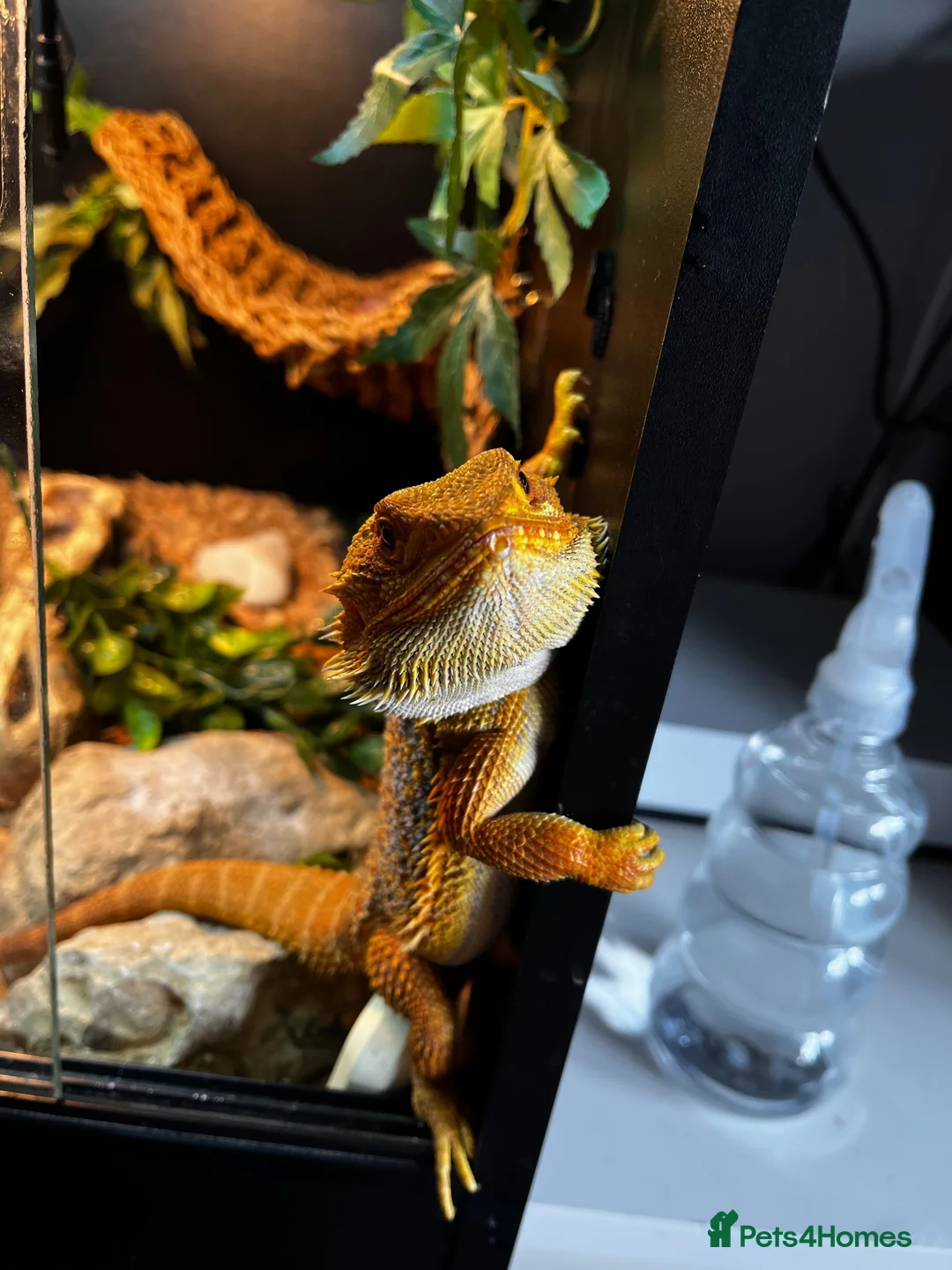 Bearded Dragon reptiles for sale: Beared dragon with equipment  in Gloucester - Advert 1