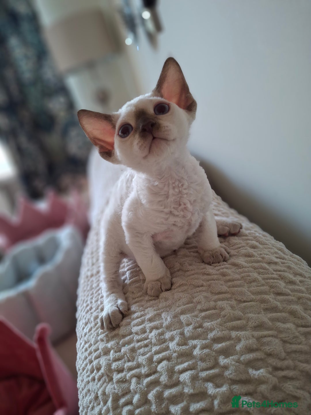 Devon Rex cats for sale: 🐱 Wonderful kittens Devon rex - Image 10