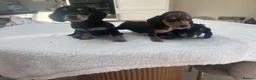Miniature Dachshund dogs for sale: ****mini dachshunds *** in Nottingham - Advert 8