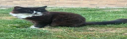 British Shorthair cats for sale: Button: The Tuxedo Cat with a Puppy Face - Advert 3