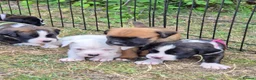 Boxer dogs for sale: Boxer pups, flashy brindle, red, white - Advert 7
