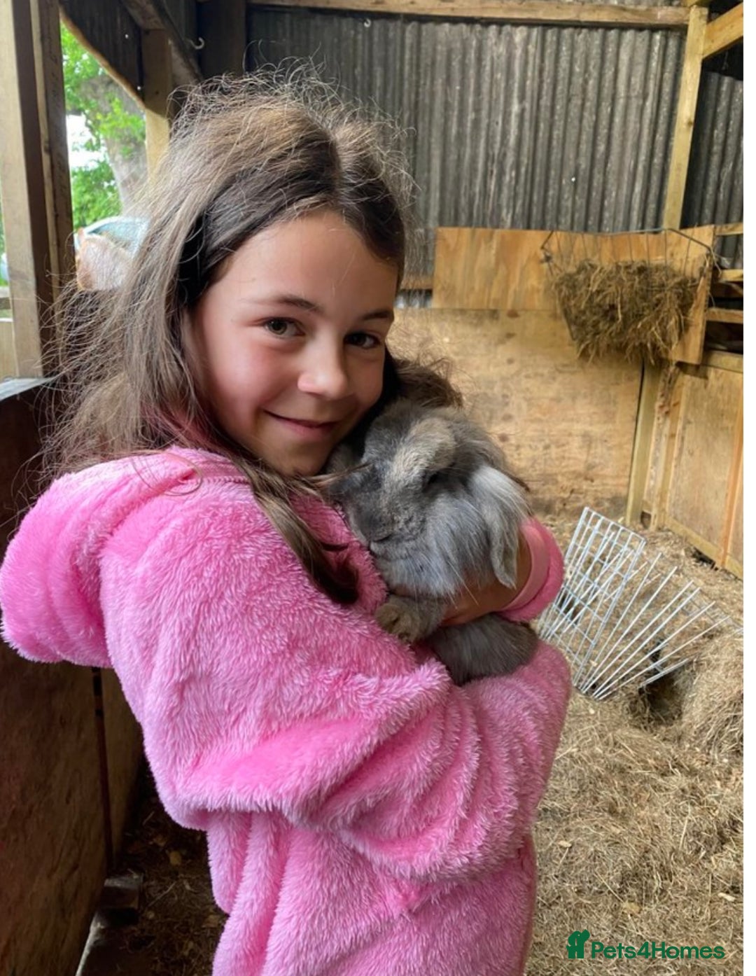 Lionhead rabbits for sale: Lions mane pair - Advert 3