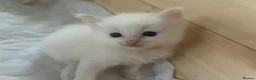 Ragdoll cats for sale: Beautiful ragdolls - Advert 13