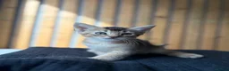 Abyssinian cats for sale: British x Abyssinian Kittens ONLY 2 left !  - Advert 21