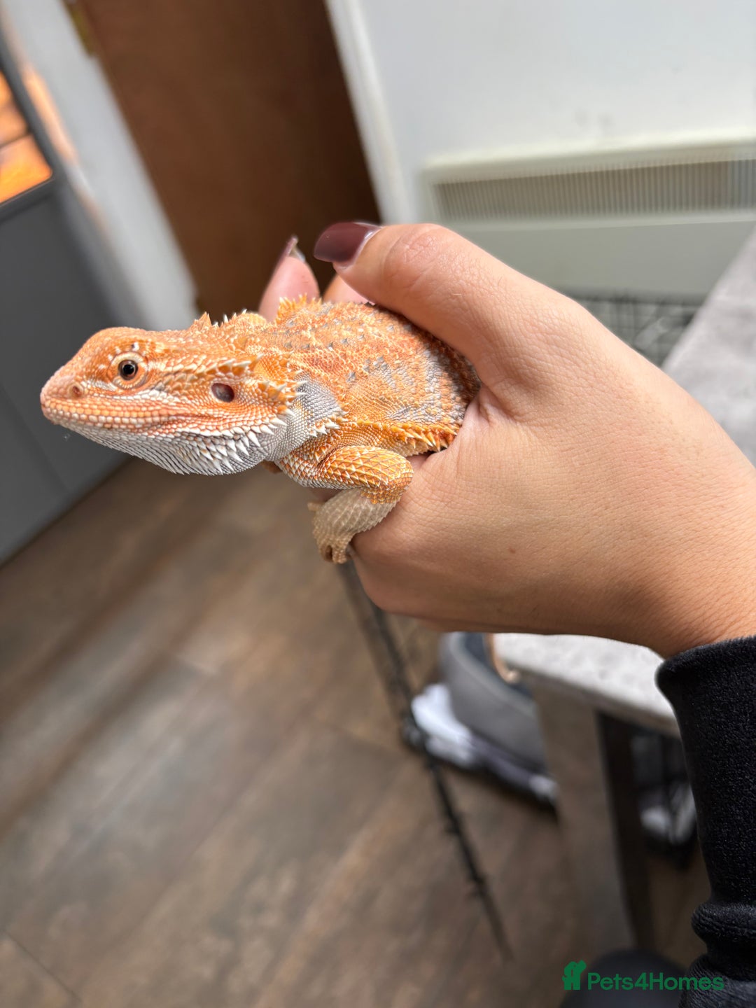 Bearded Dragon reptiles for sale: Young Bearded Dragon with Full Set Up New - Image 6