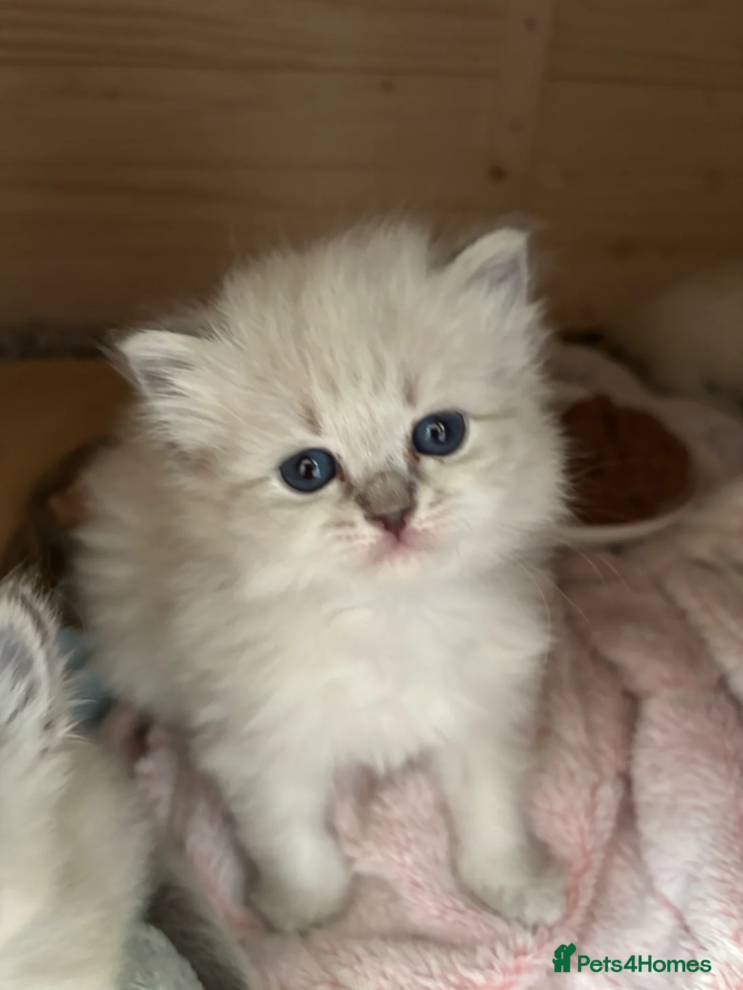 Siberian cats for sale: Registered kittens - Advert 2