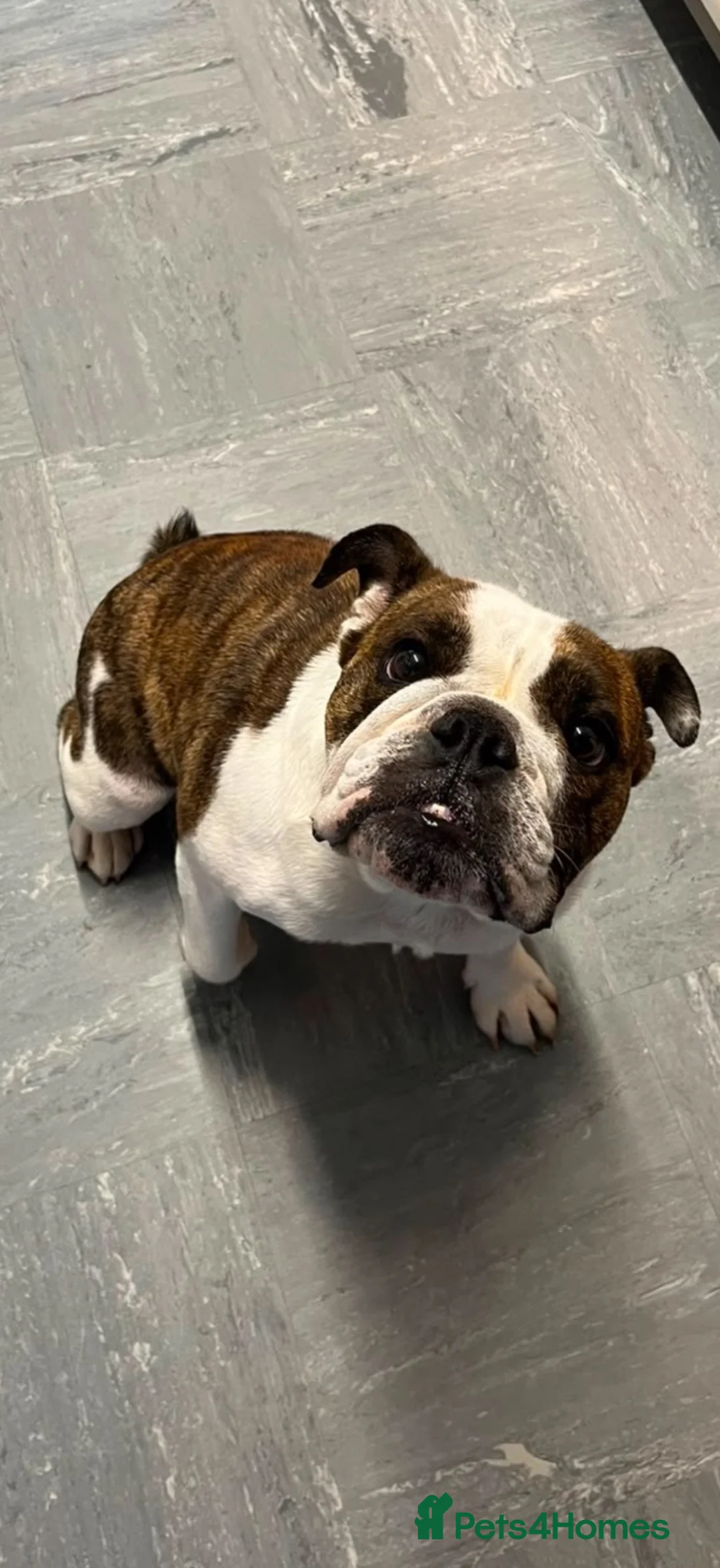 English Bulldog dogs for sale: READY NEXT WEEK - SPECIAL BOY SEEKS HOME - Advert 9