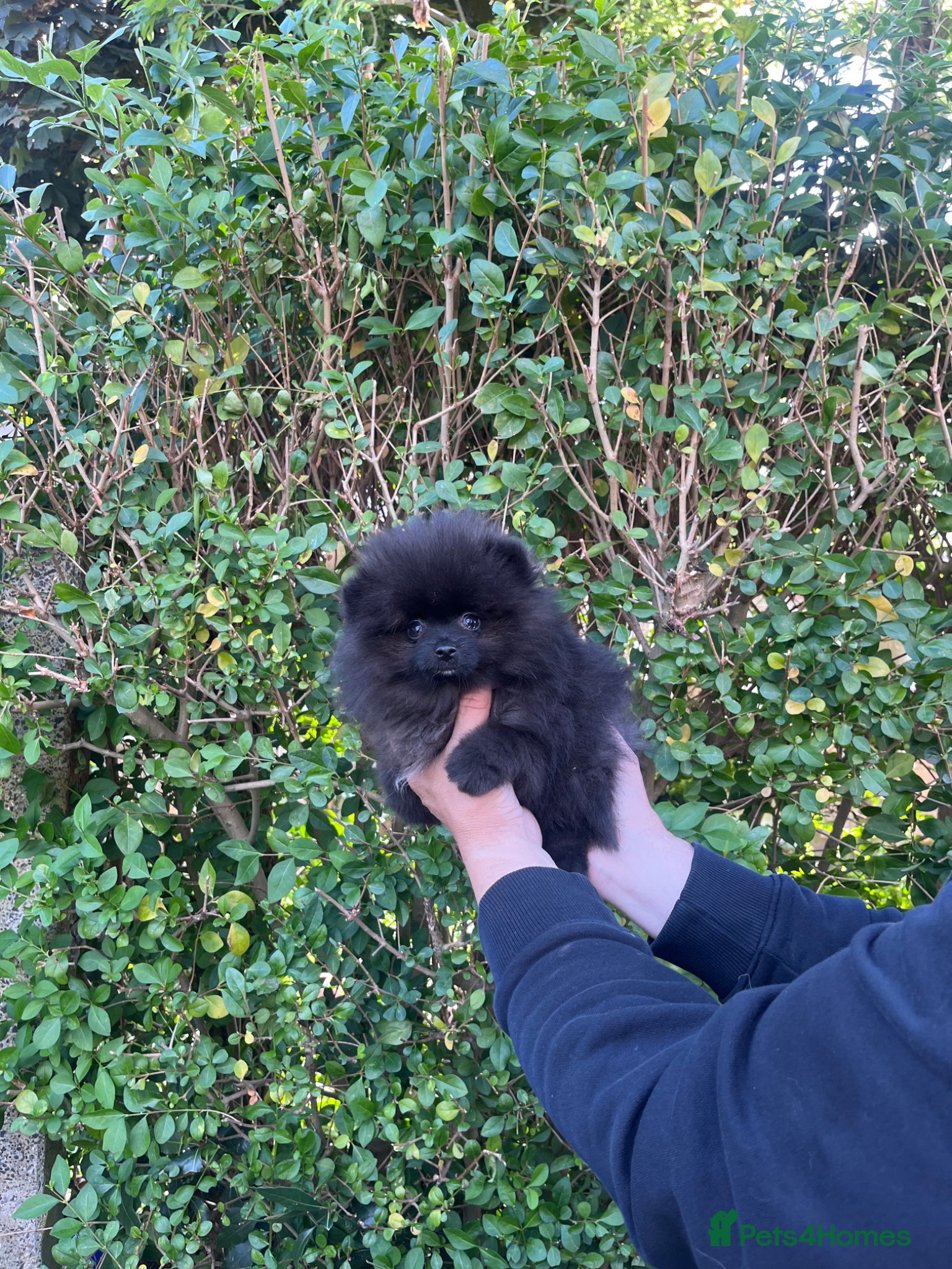 Pomeranian dogs 🐻Tiny Boys🔥Outstanding Quality  - Advert 1
