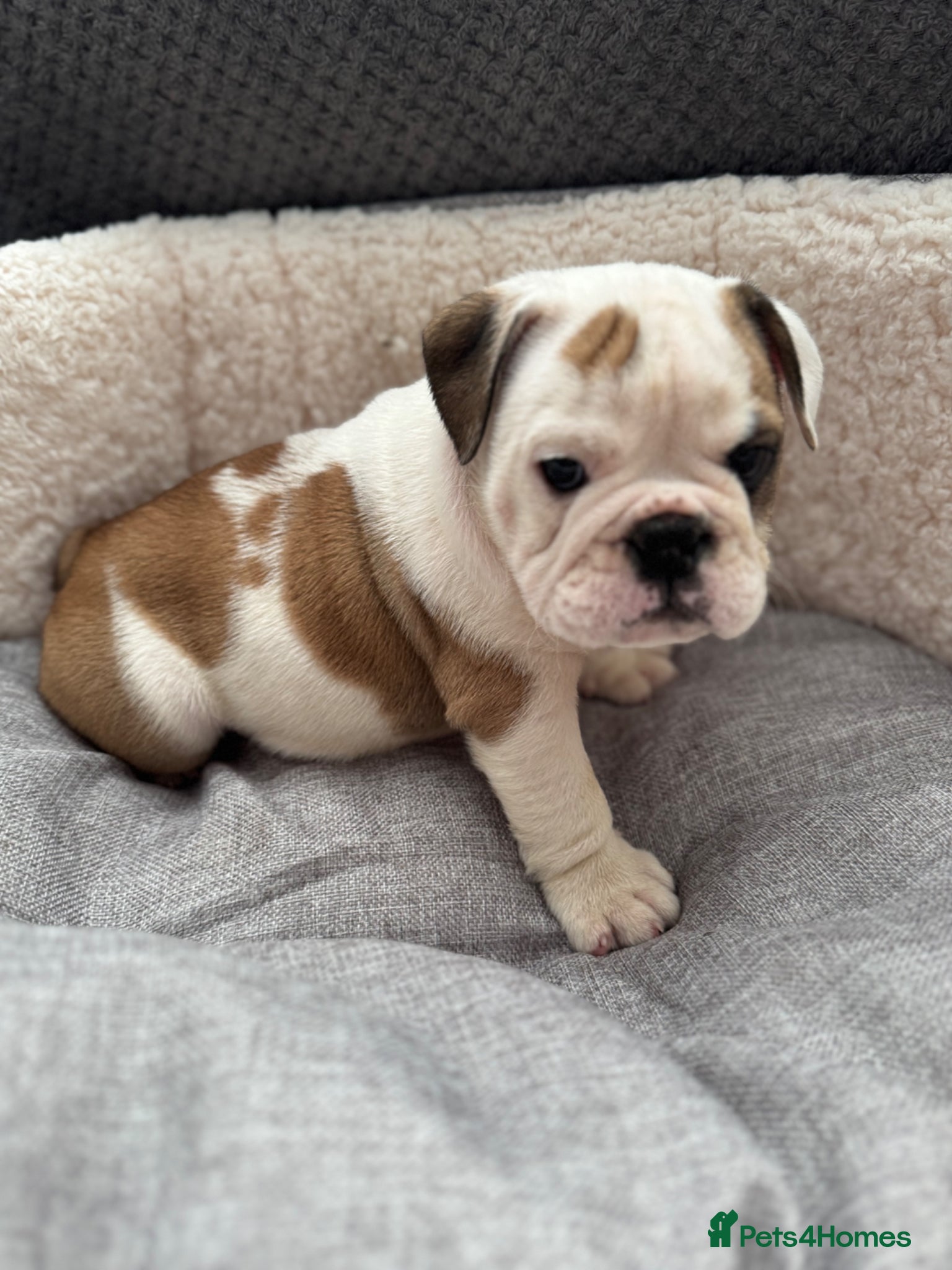 English Bulldog dogs KC REGISTERED Red/White English Bulldog Puppies  - Advert 1