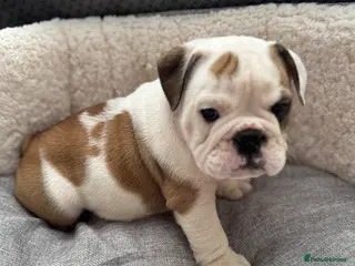 English Bulldog dogs KC REGISTERED Red/White English Bulldog Puppies - Advert 1