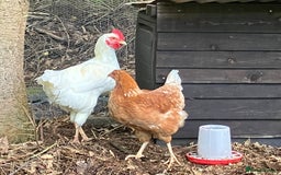 Chickens poultry for sale: Mixed breed hybrid laying chicken Cockerel egg  - Image 4