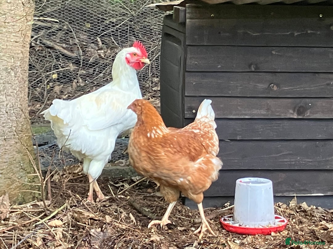 Chickens poultry for sale: Mixed breed hybrid laying chicken Cockerel egg  - Image 4