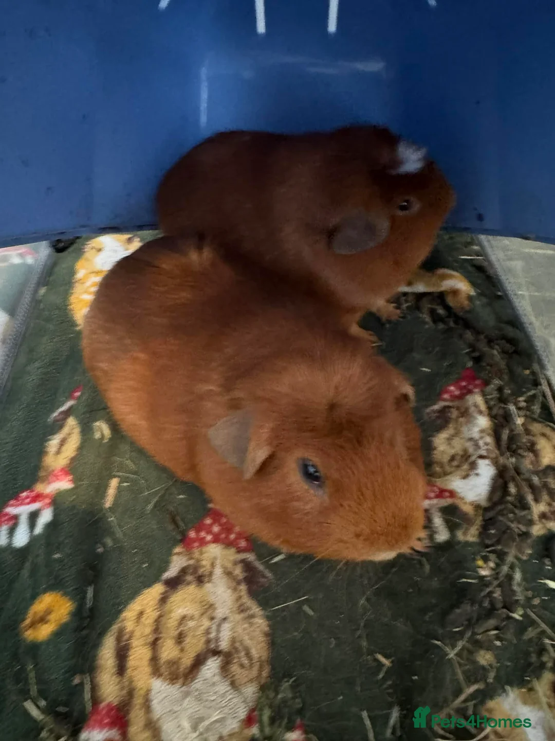 Guinea Pig rodents for sale: 2 lovely guinea male pigs  in Newquay - Advert 2
