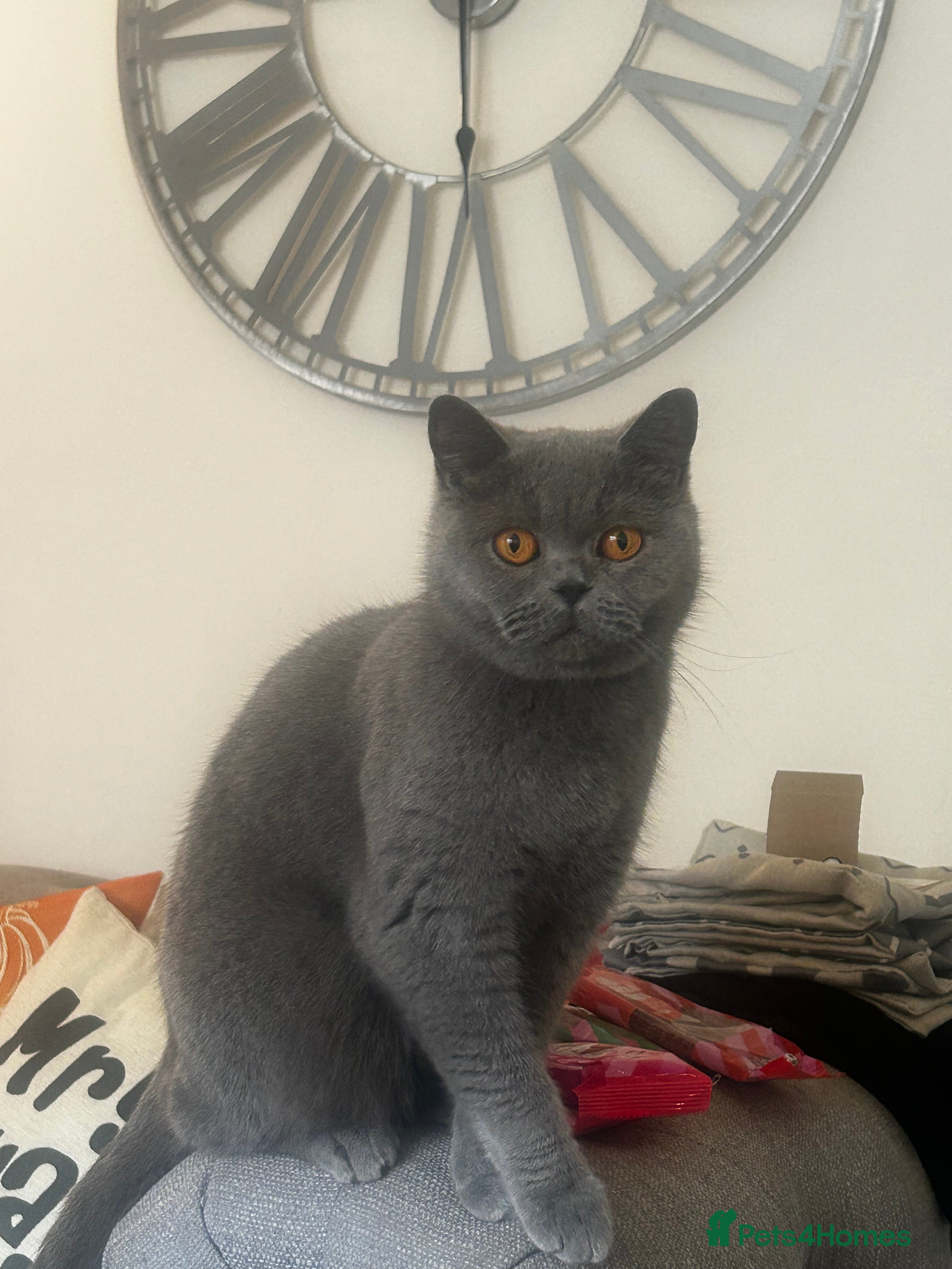 British Shorthair cats Adorable GCCF Registered kittens - Advert 1