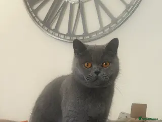 British Shorthair cats Adorable GCCF Registered kittens - Advert 1