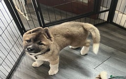 Akita dogs for sale: Ready Now! American Akita Puppies in Liverpool - Image 2