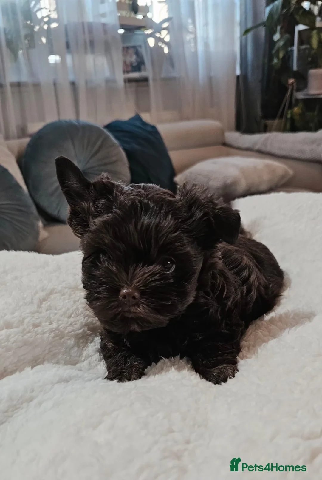 Yorkshire Terrier dogs for sale: Ready for a new home🥰4 Chocolate Yorks Puppies  - Advert 39