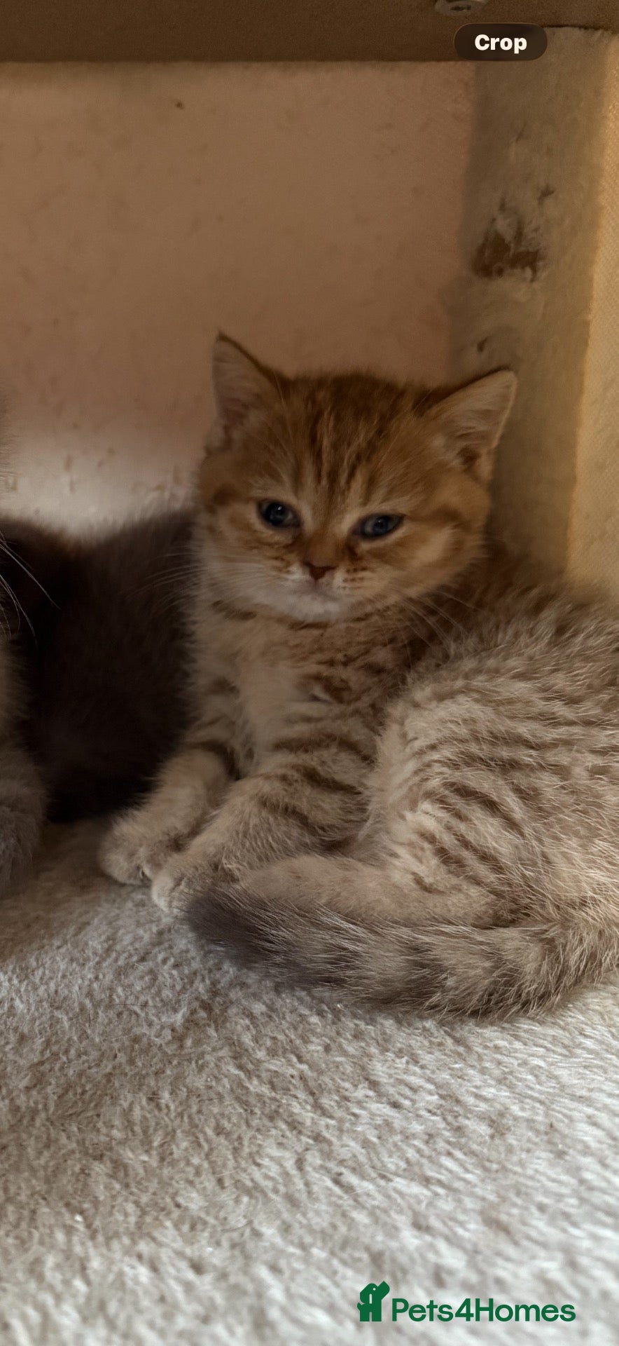 Scottish Fold cats Exceptional litter of Scottish fold/ straight😍😍 - Advert 2