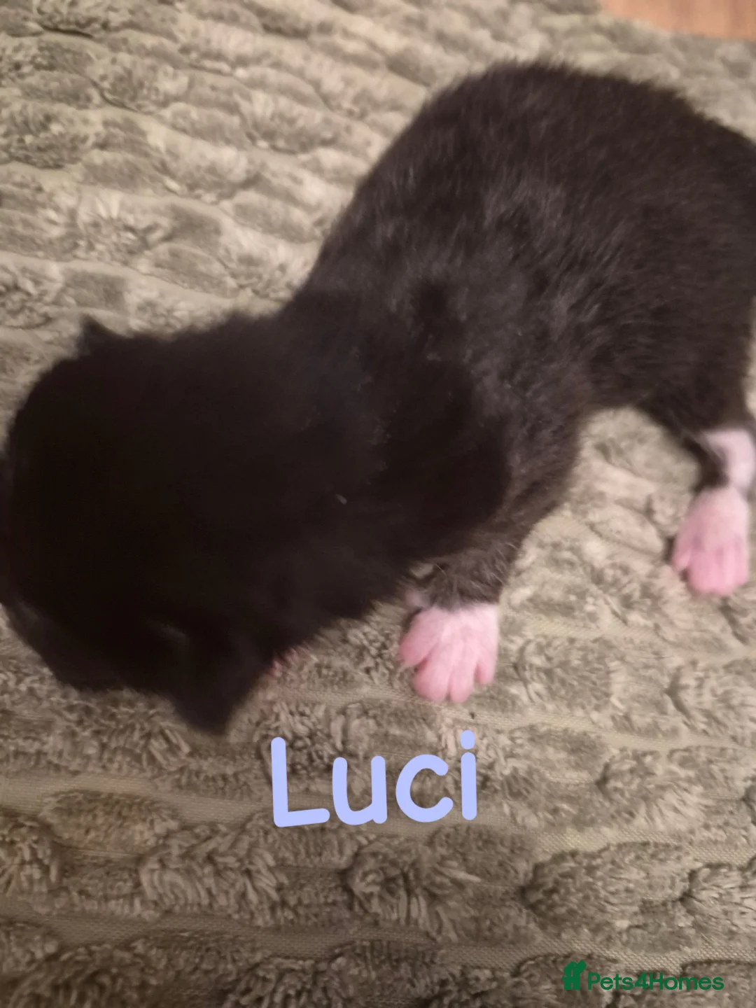 Mixed Breed cats for sale: 3 little girls available price £200-500 - Advert 24