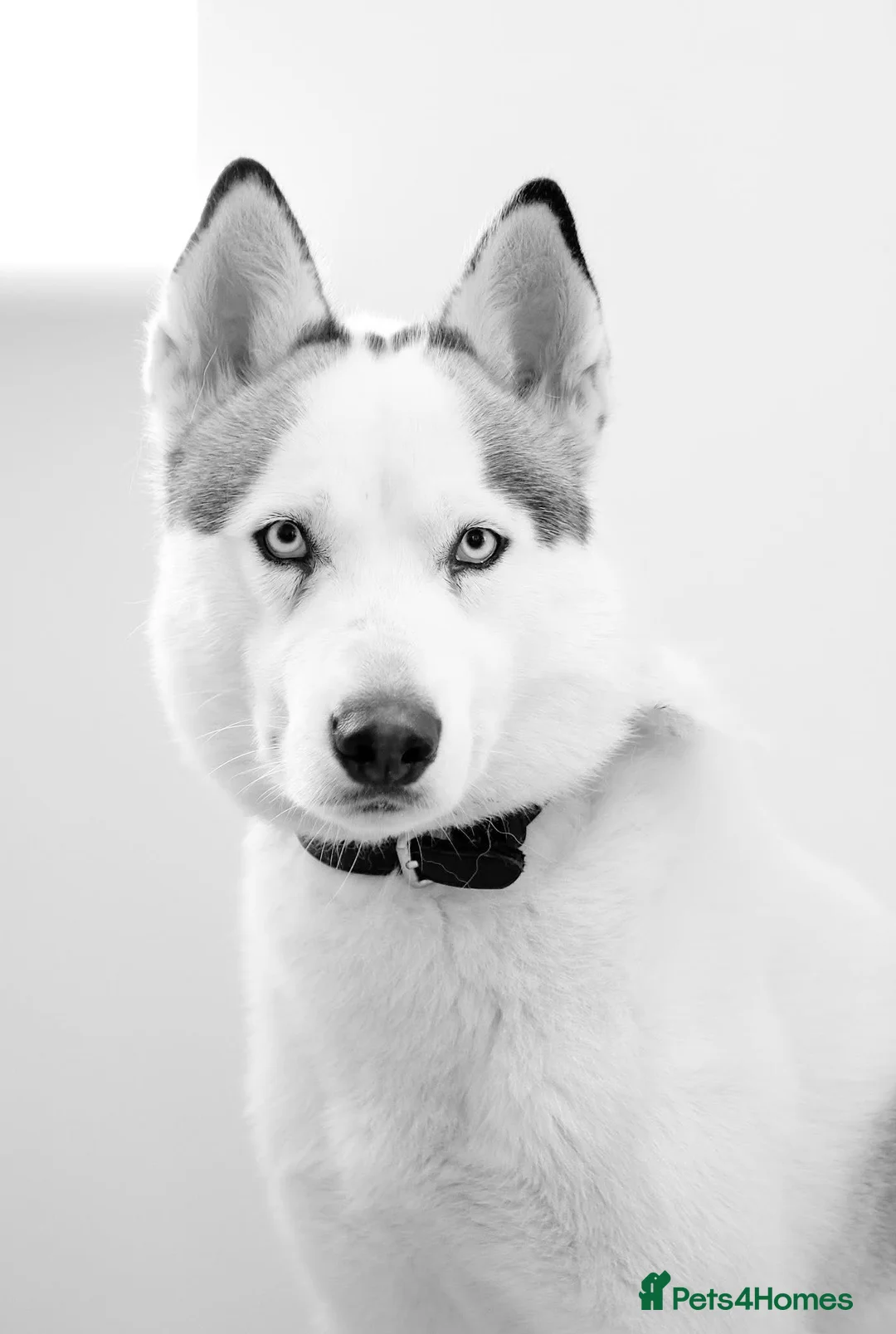 Siberian Husky dogs for sale: 2 year old neutered male husky £300 - Advert 3