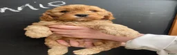 Cockapoo dogs for sale: superb cockapoo puppies - Advert 13