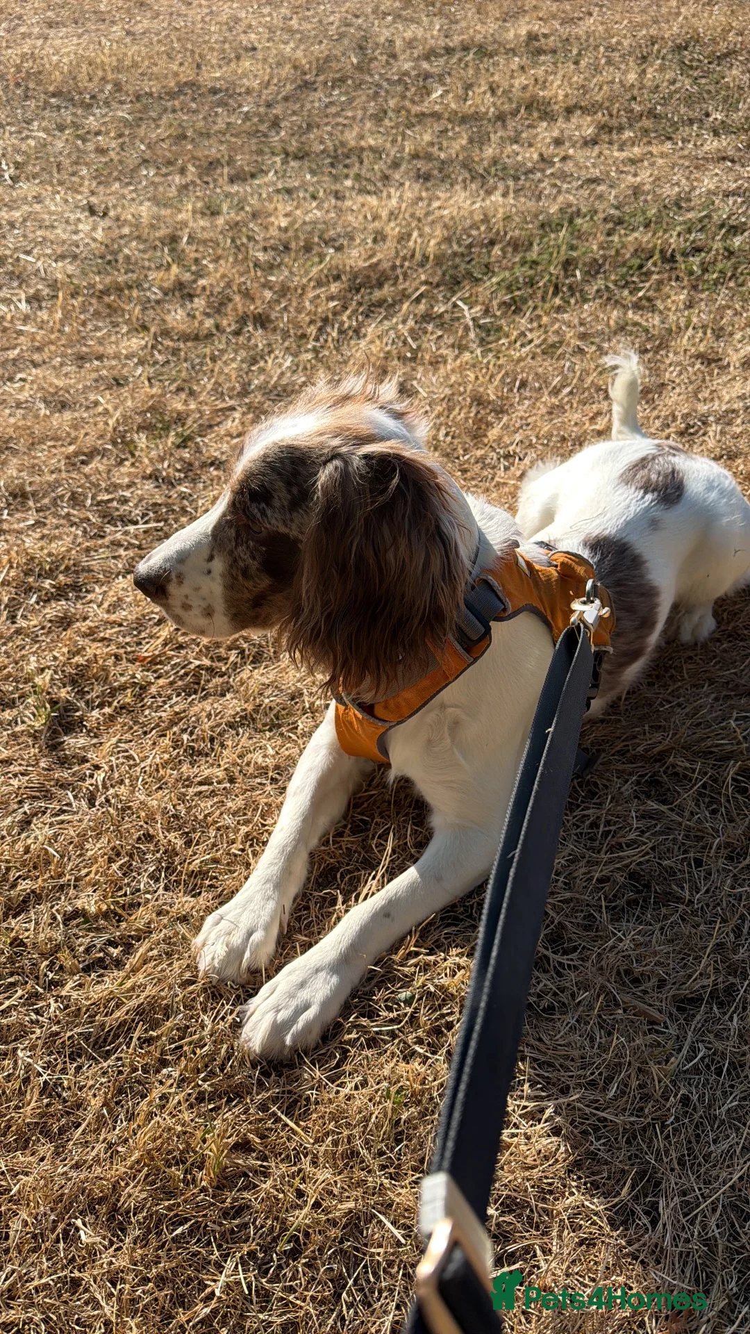 Sprocker dogs for sale: Milo 10 month old  in Newmarket - Advert 2