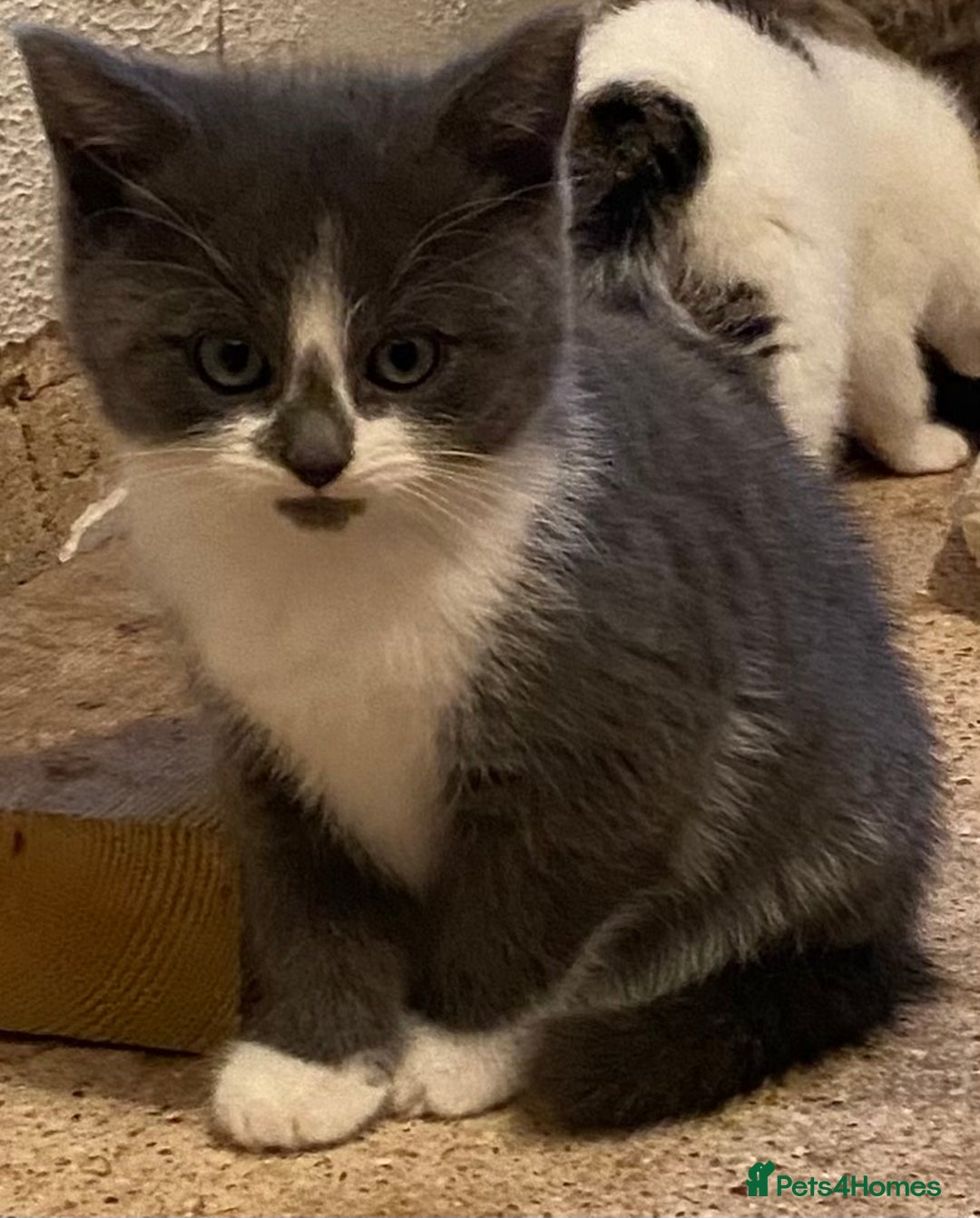 Mixed Breed cats for sale: Stunning part Siamese kittens ready now - Advert 9