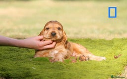 Cocker Spaniel dogs for sale: Show type cocker spaniel pups by Rosie - Image 8