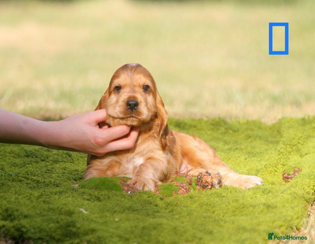 Cocker Spaniel dogs for sale: Show type cocker spaniel pups by Rosie - Image 8
