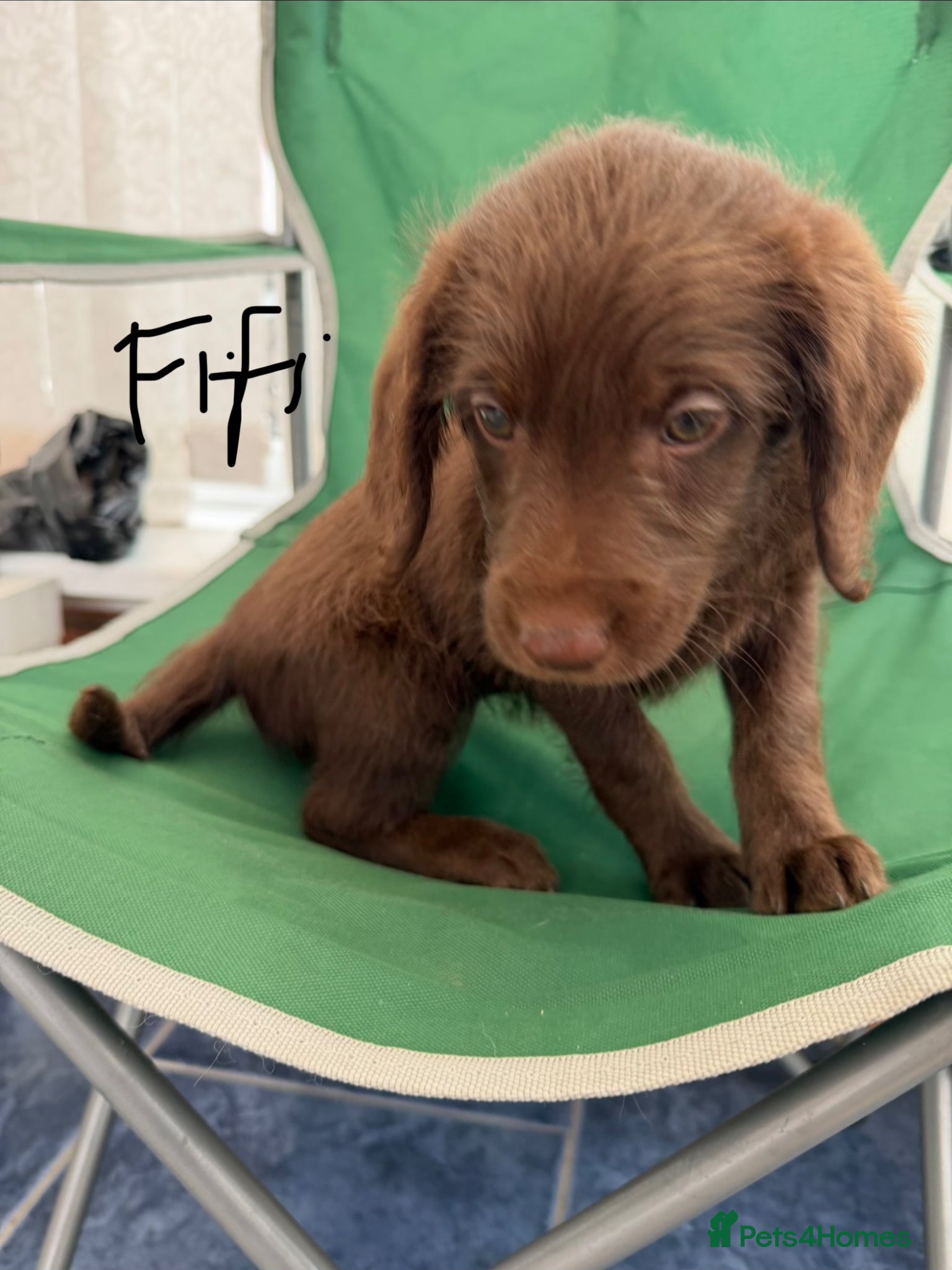 Labradoodle dogs Gorgeous Labradoodles are ready!! - Advert 5