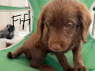Labradoodle dogs Gorgeous Labradoodles are ready!! - Advert 5