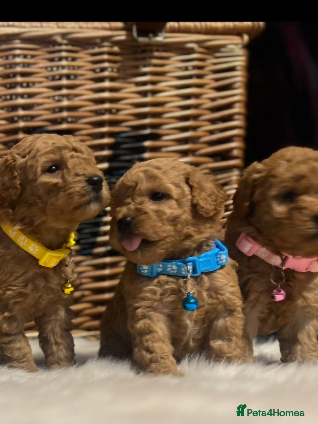Cavapoo dogs for sale: Double curly coat cavapoo pups - Advert 6