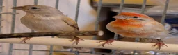 Finches birds for sale: Pair of red opal Mexican house finches  - Advert 5