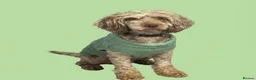 Cockapoo dogs for sale: F1b health tested cockapoo babies  - Advert 5