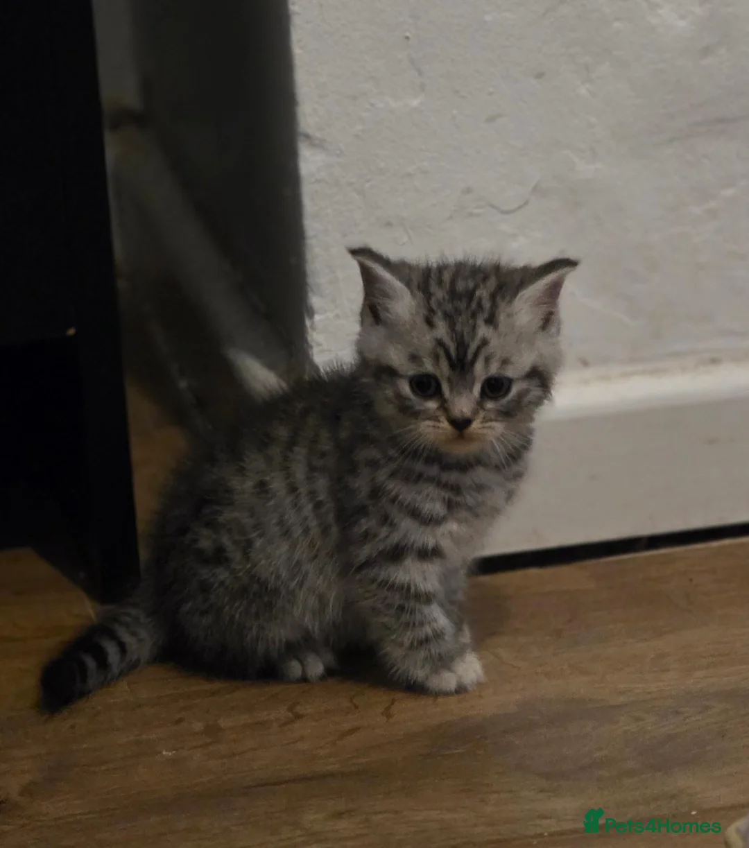 British Shorthair cats for sale: Male silver tabby british shorthair  - Advert 10
