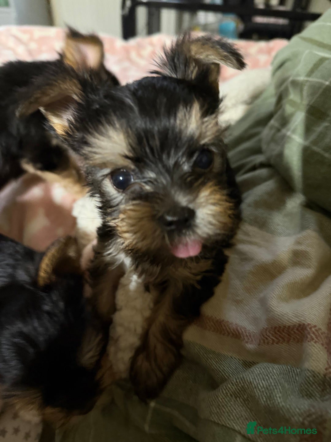 Yorkshire Terrier dogs for sale: Three beautiful Yorkshire Terrier girls for sale - Advert 3