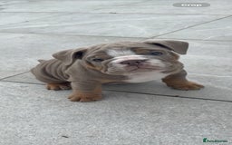 English Bulldog dogs for sale: 6 English Bulldog Puppies for sale - Image 5