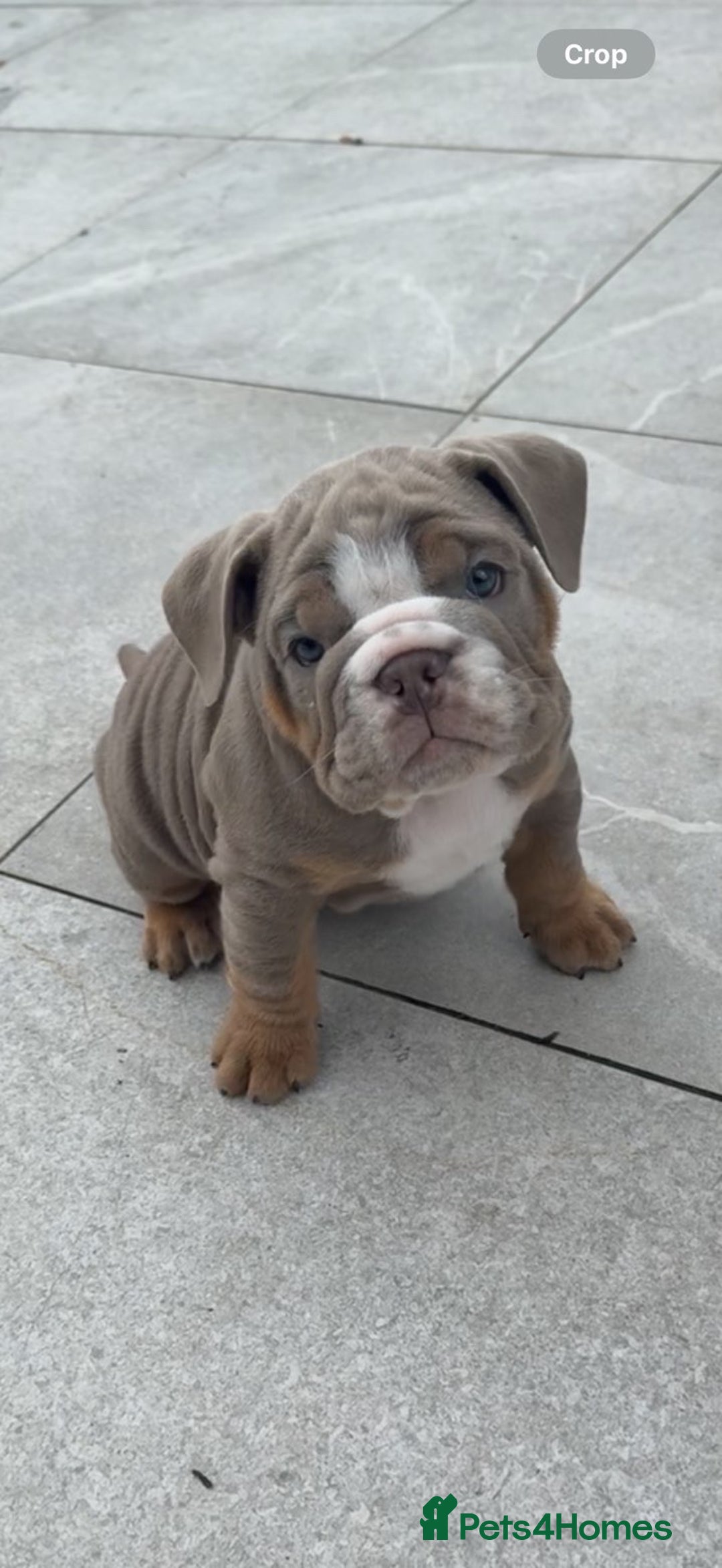 English Bulldog dogs for sale: 6 English Bulldog Puppies for sale - Image 5