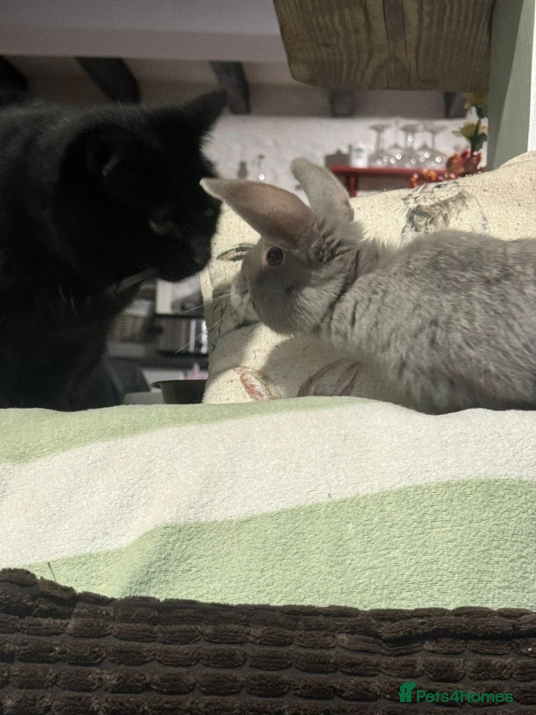 Mini Lop rabbits for sale: Vaccinated/raised indoors, mini lops and lion lop  - Advert 9