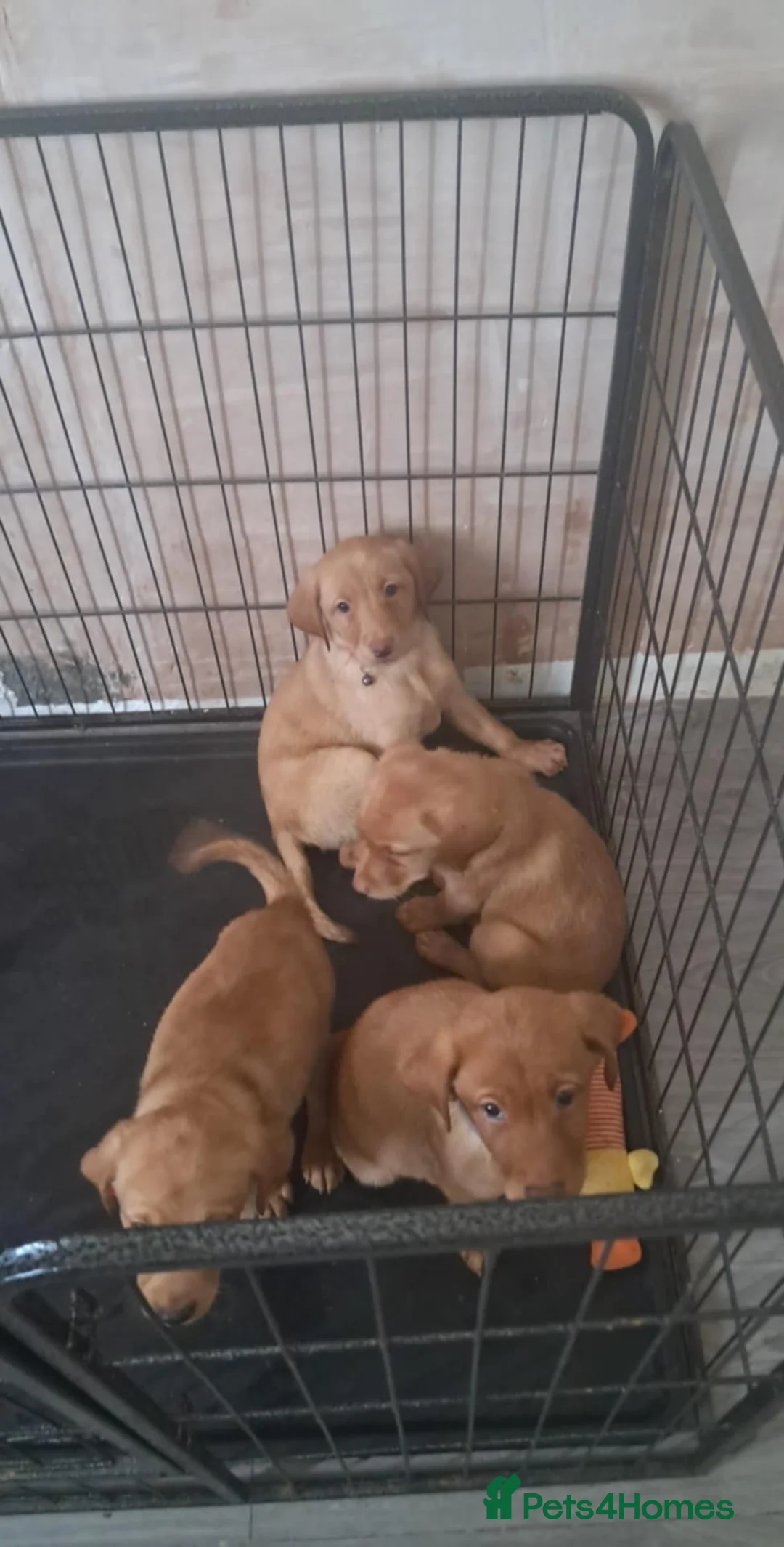 Labrador Retriever dogs for sale: Labrador puppies  - Advert 8